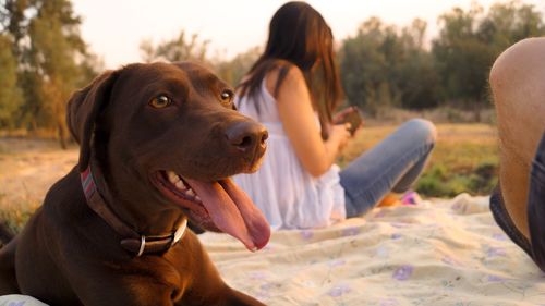 Dog looking away while sitting against woman in park