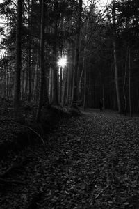 Trees in forest