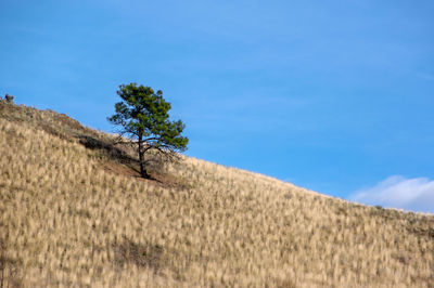 Trees on field against blue sky