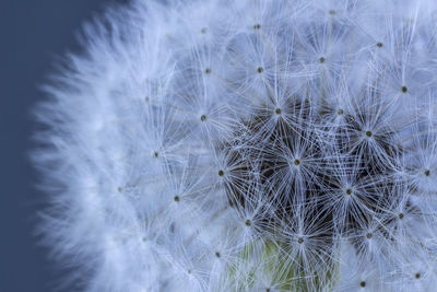 Close-up of dandelion