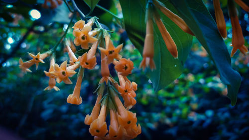 Close-up of yellow flowering plant