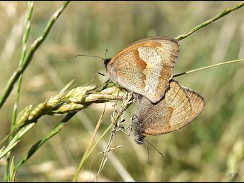 Close-up of butterfly on grass