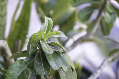 Close-up of green leaves on plant