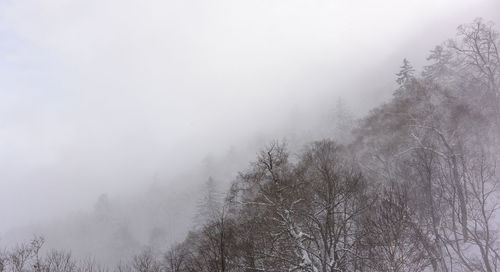 Trees on snow covered land against sky