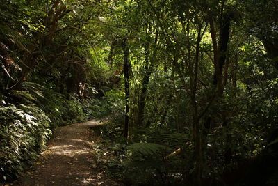Trail amidst trees in forest