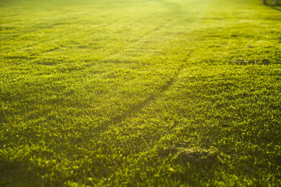Full frame shot of grassy field
