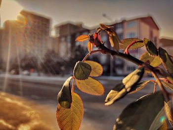 Close-up of plant against building