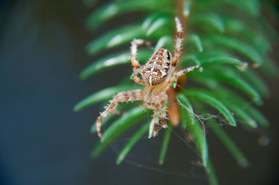 Macro shot of spider on web over pine needle