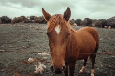 Horse standing in a field