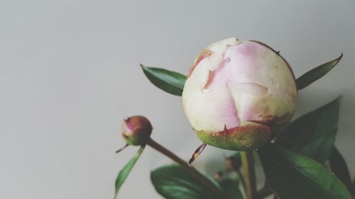 Close-up of pink flower