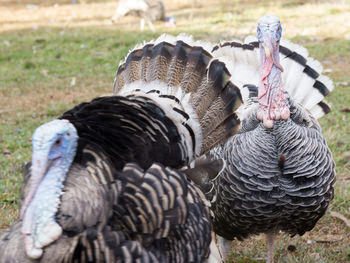 Close-up of birds on field