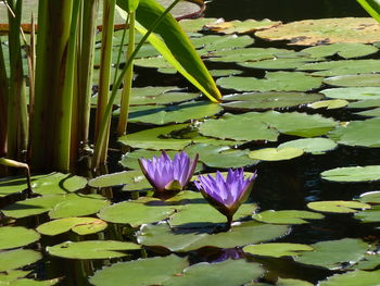 Close-up of lotus water lily in pond