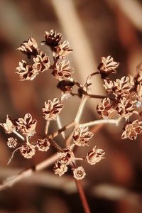 Close-up of wilted flowering plant