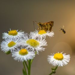 Close-up of bee on yellow flowers