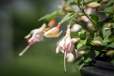 Close-up of pink flowering plant