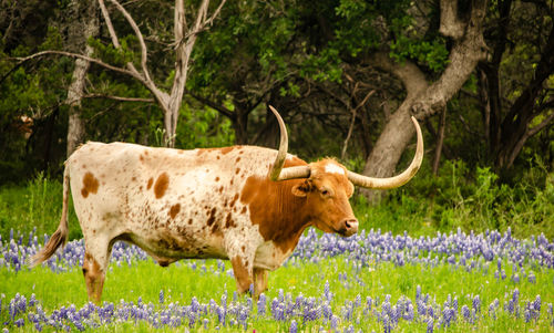 Longhorn standing in wildflowers