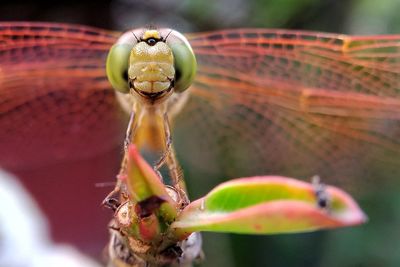 Close-up of insect on flower