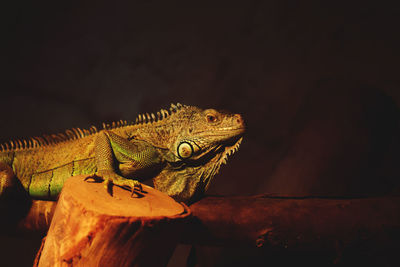 Close-up of iguana on wood