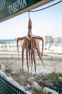 seafood