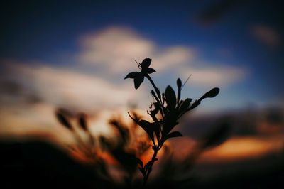 Close-up of silhouette plant against sky at sunset