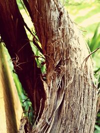 Close-up of tree trunk