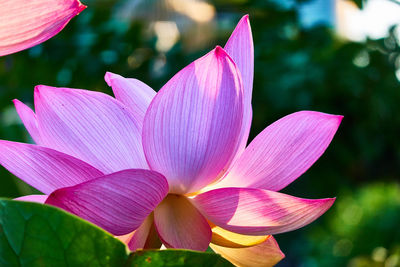 Close-up of pink water lily