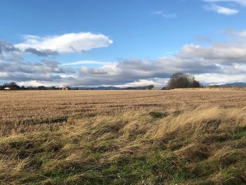 Scenic view of field against sky