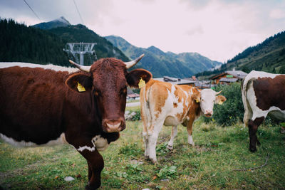 Cows standing on field against sky