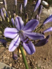 Close-up of purple crocus flowers