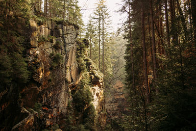 Panoramic view of trees in forest