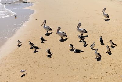 High angle view of birds on beach