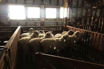 Flock of sheep in pen