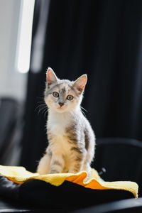 Portrait of cat sitting at home