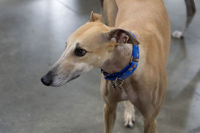 Close up of a greyhound dog wearing a dog collar