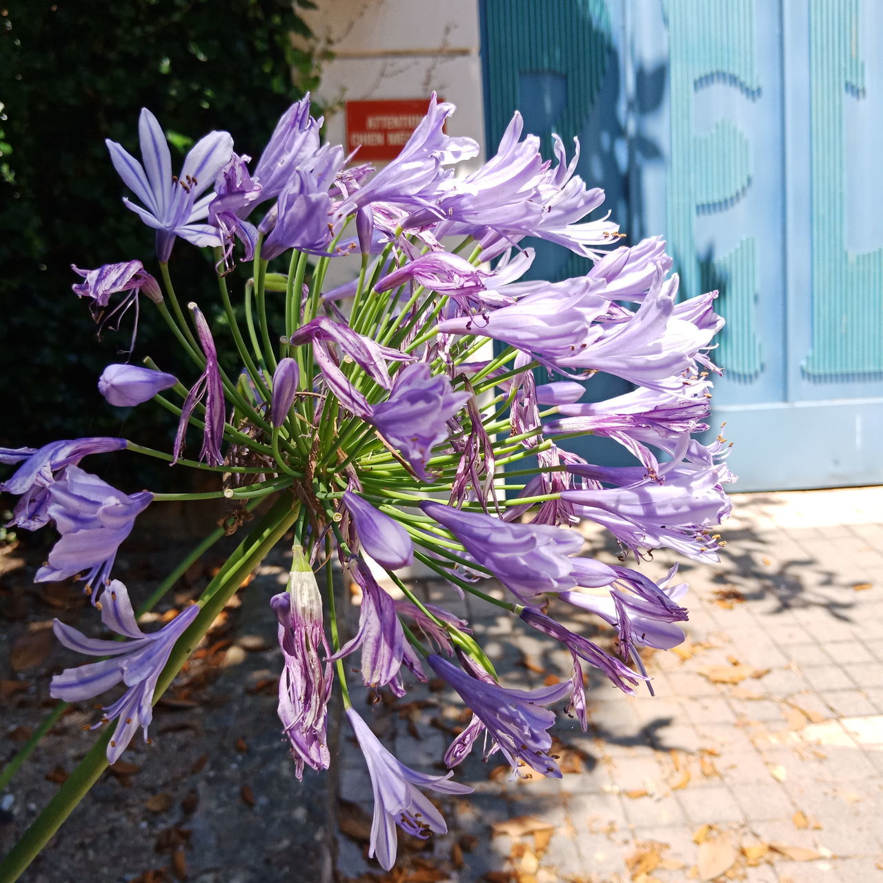 flower, flowering plant, plant, beauty in nature, fragility, vulnerability, freshness, nature, purple, petal, growth, focus on foreground, inflorescence, close-up, no people, day, flower head, pink color, sunlight, outdoors, springtime