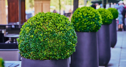 Close-up of potted plants on table