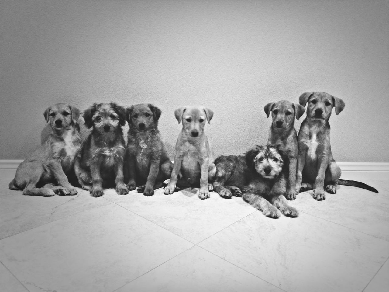 animal themes, domestic animals, mammal, pets, dog, togetherness, indoors, two animals, wall - building feature, young animal, relaxation, copy space, day, full length, high angle view, sitting, one animal, three animals, no people, looking at camera