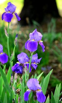 Close-up of purple flowers blooming outdoors