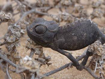 A cold chameleon on a branch in the namibia desert on a rainy morning