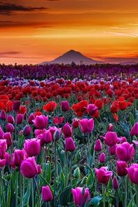 Flowers growing in field at sunset