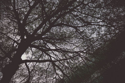 Low angle view of silhouette trees in forest