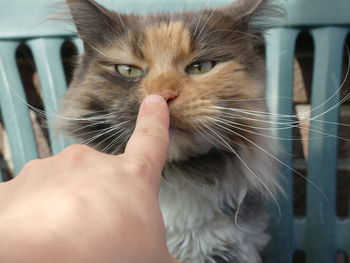 Close-up of hand holding cat