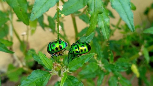 Close-up of insect on leaf