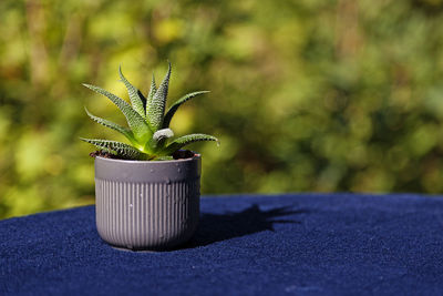 A small pot with an aloe vera plant