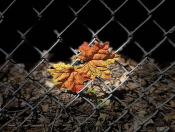 chainlink fence