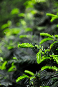 Close-up of insect on plant
