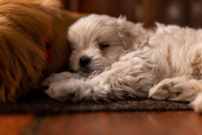 Close-up of dog lying on floor