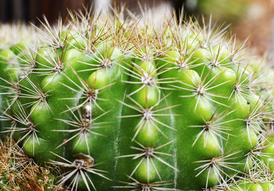 Close-up of succulent plant