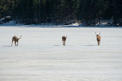 Deer on snow covered field