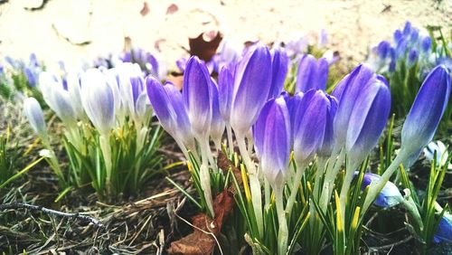 Close-up of purple flowers blooming in field